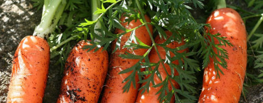 Beta karoten ali vitamin A?